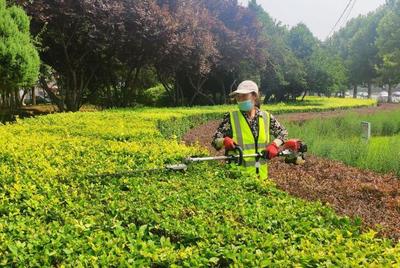 河北秦皇岛开发区园林绿化管理处扎实做好夏季绿化养护工作